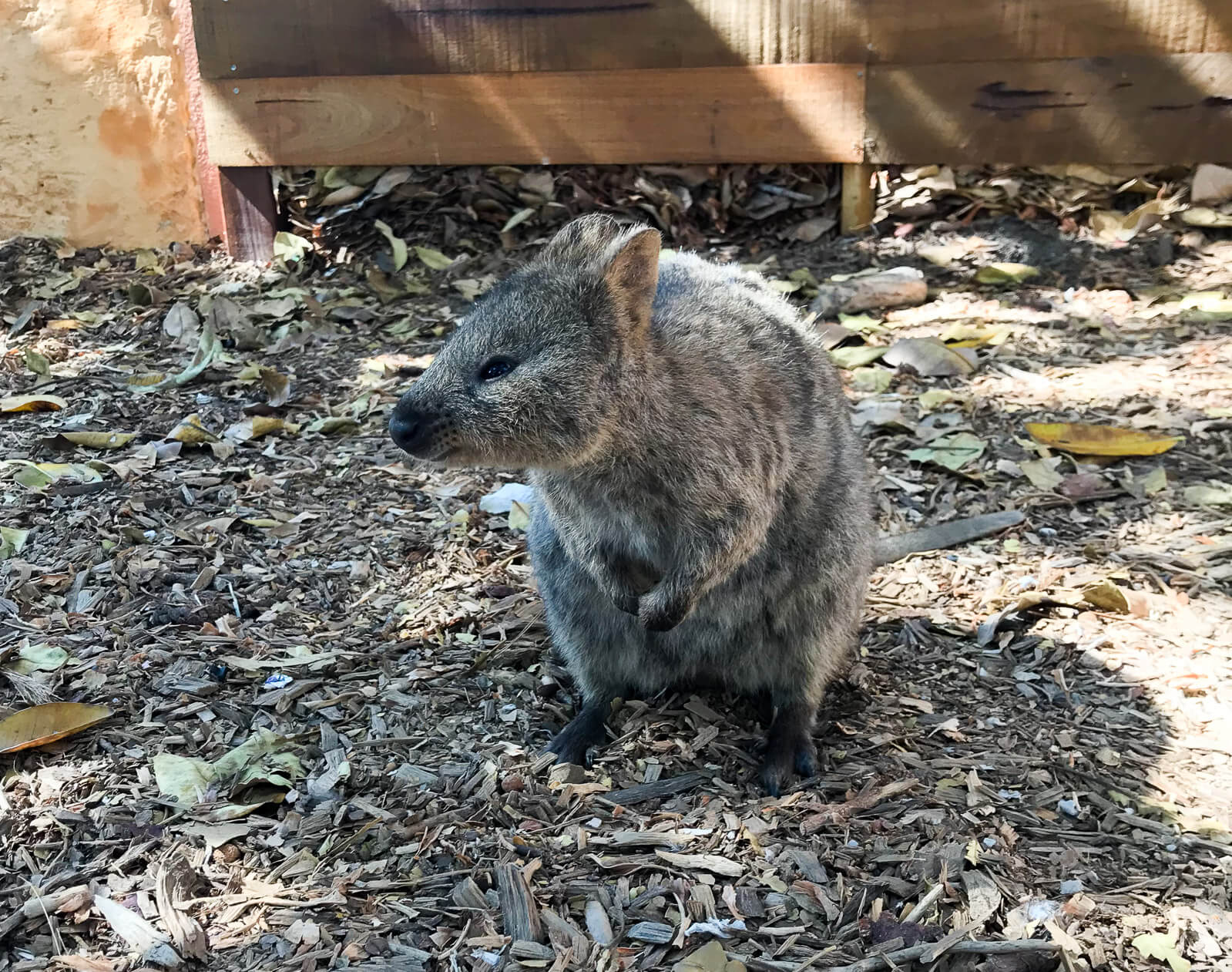 A furry quokka