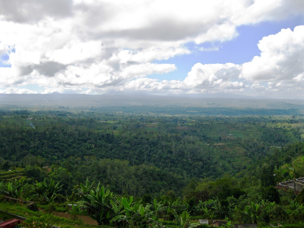 Rice Paddies and Rainforest Surrounding Ubud