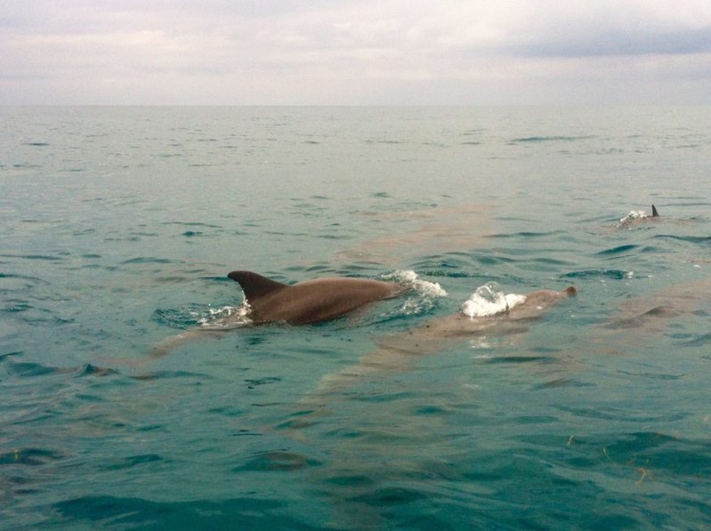 Dolphins at Kizimkazi