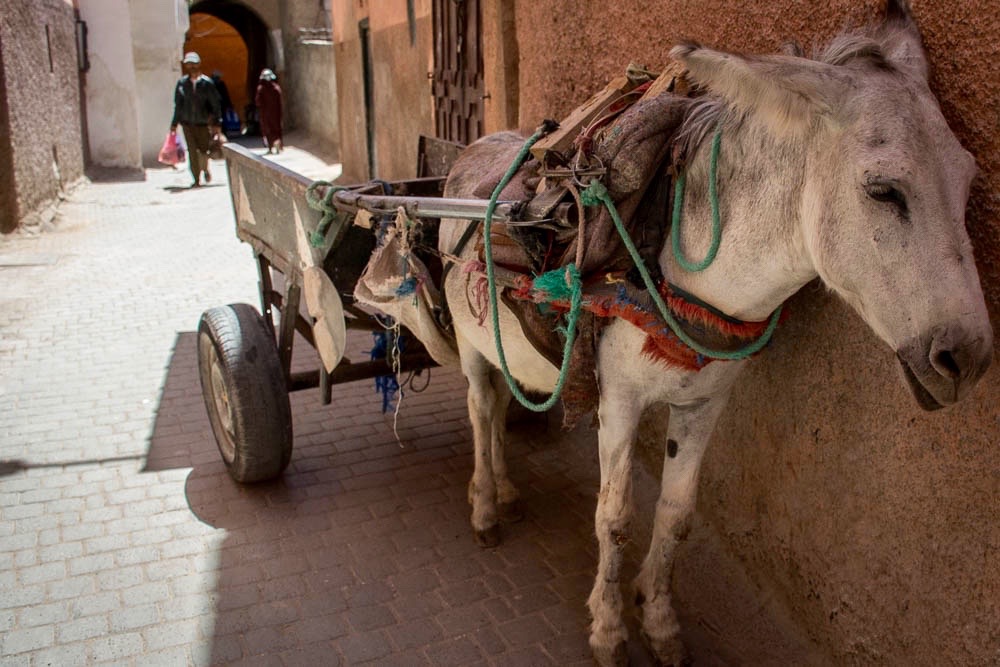 A donkey resting in the shade in the Medina