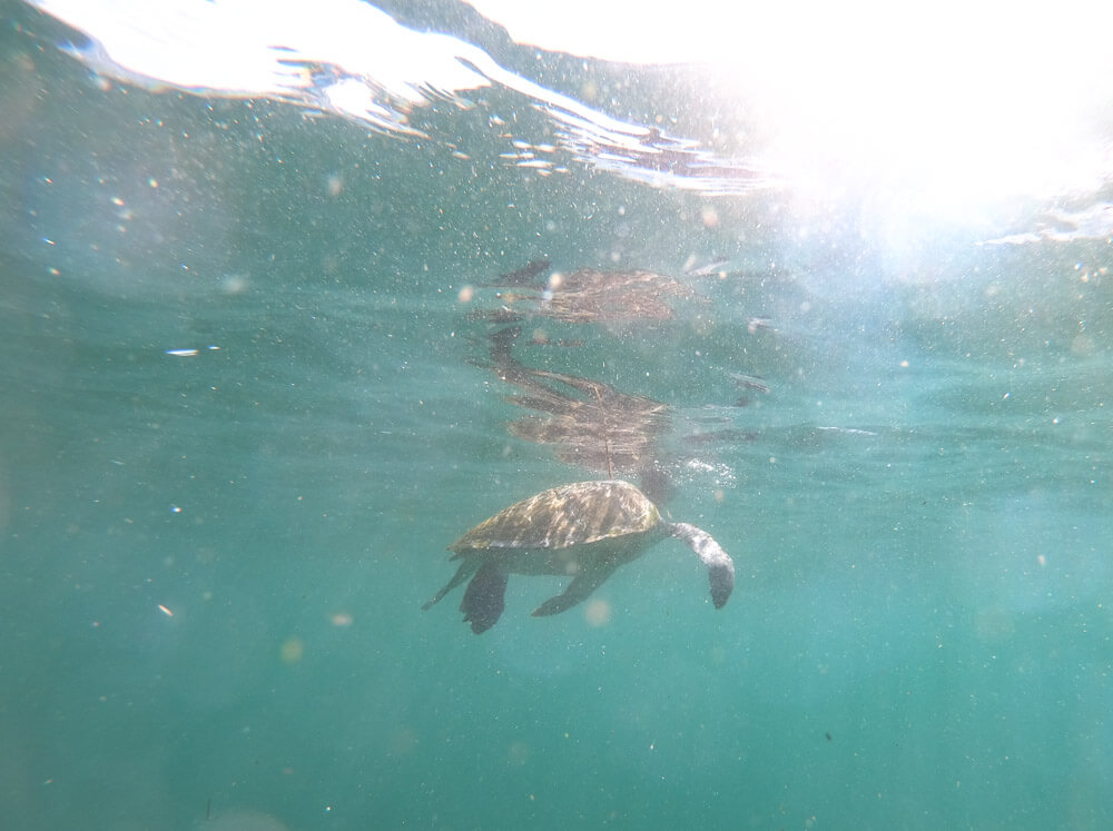A turtle swimming near Shelly Beach