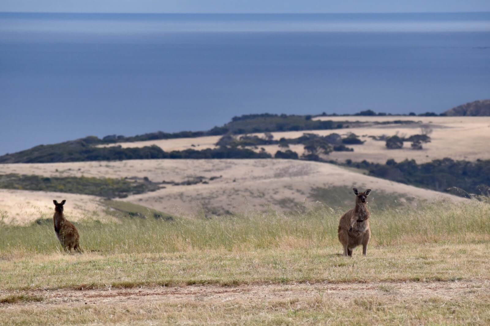 Kangaroos on Kangaroo Island 