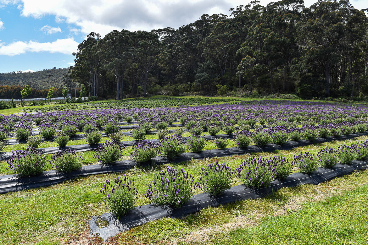 Fields of purple Tasmanian lavender 