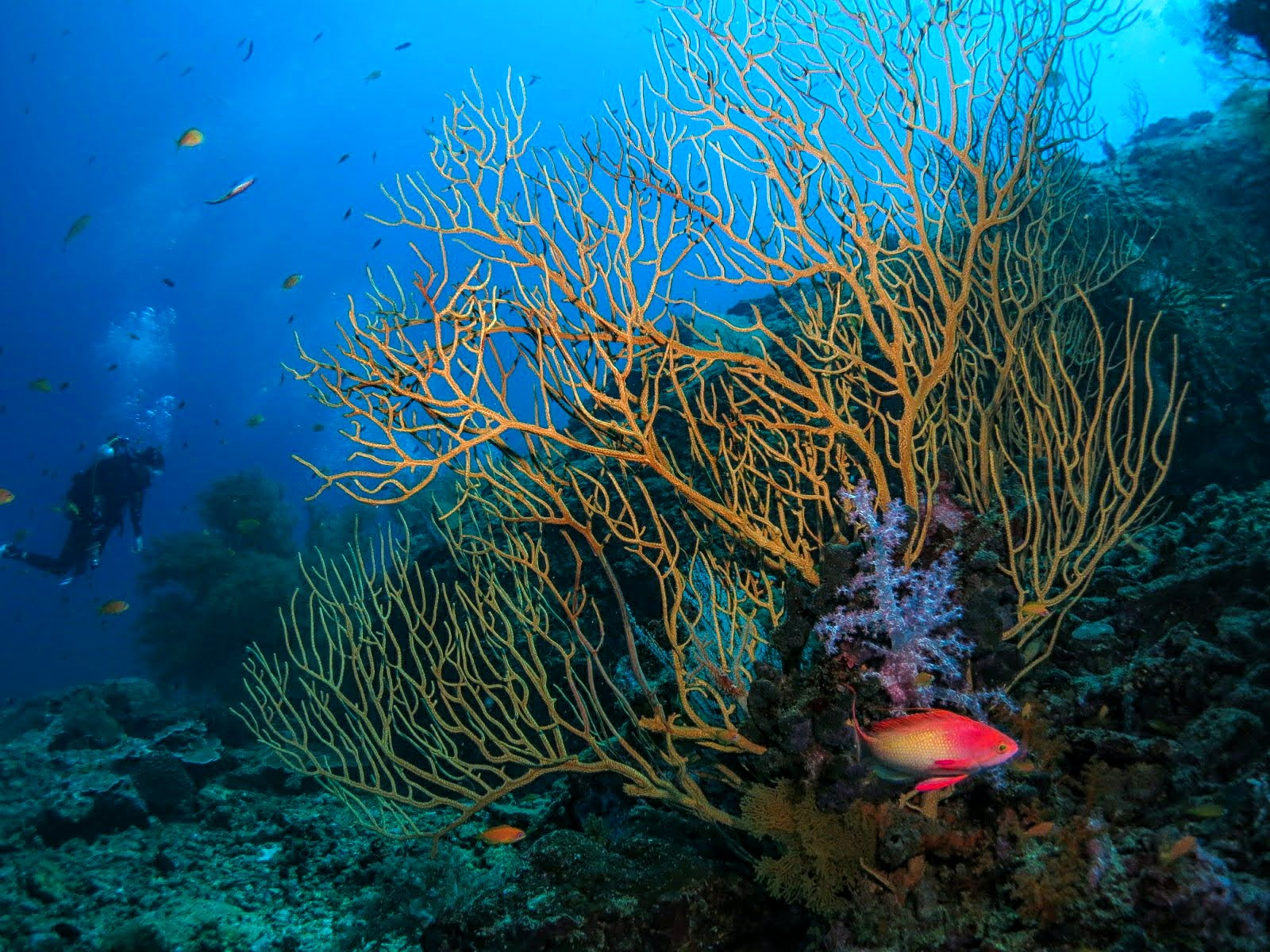 Tree like corals in the Similan Islands 
