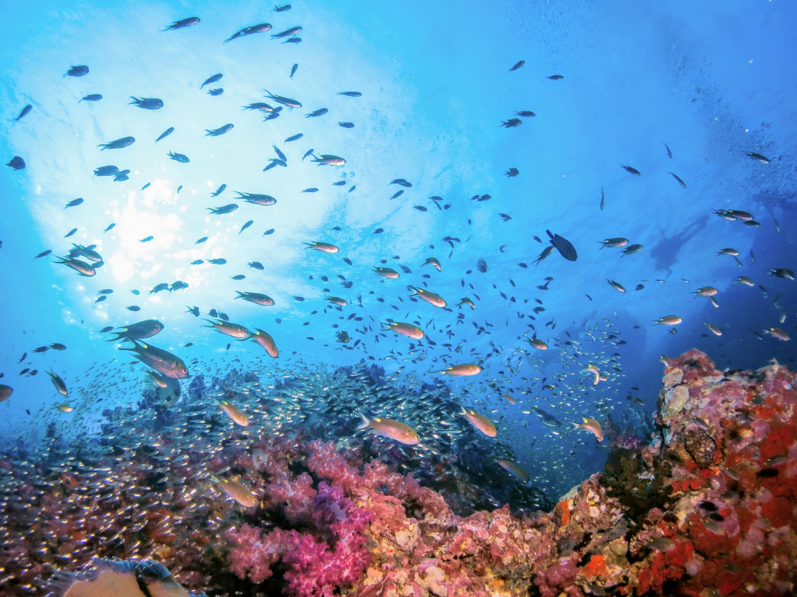 Colourful fish and corals in the Similan Islands 