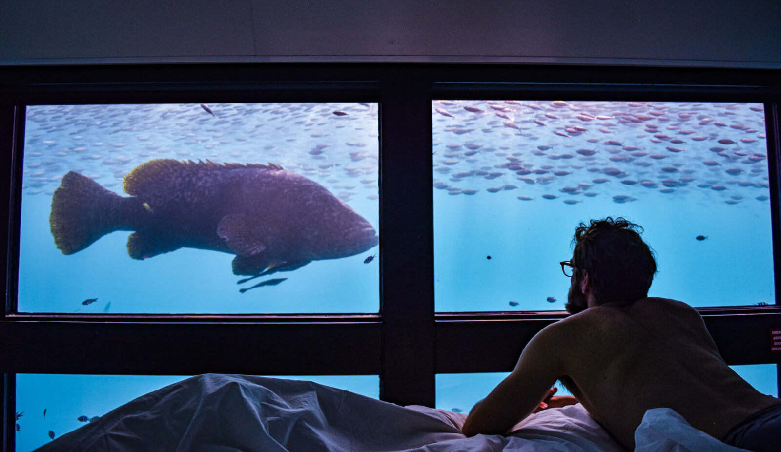 A giant fish swims past a bedroom window