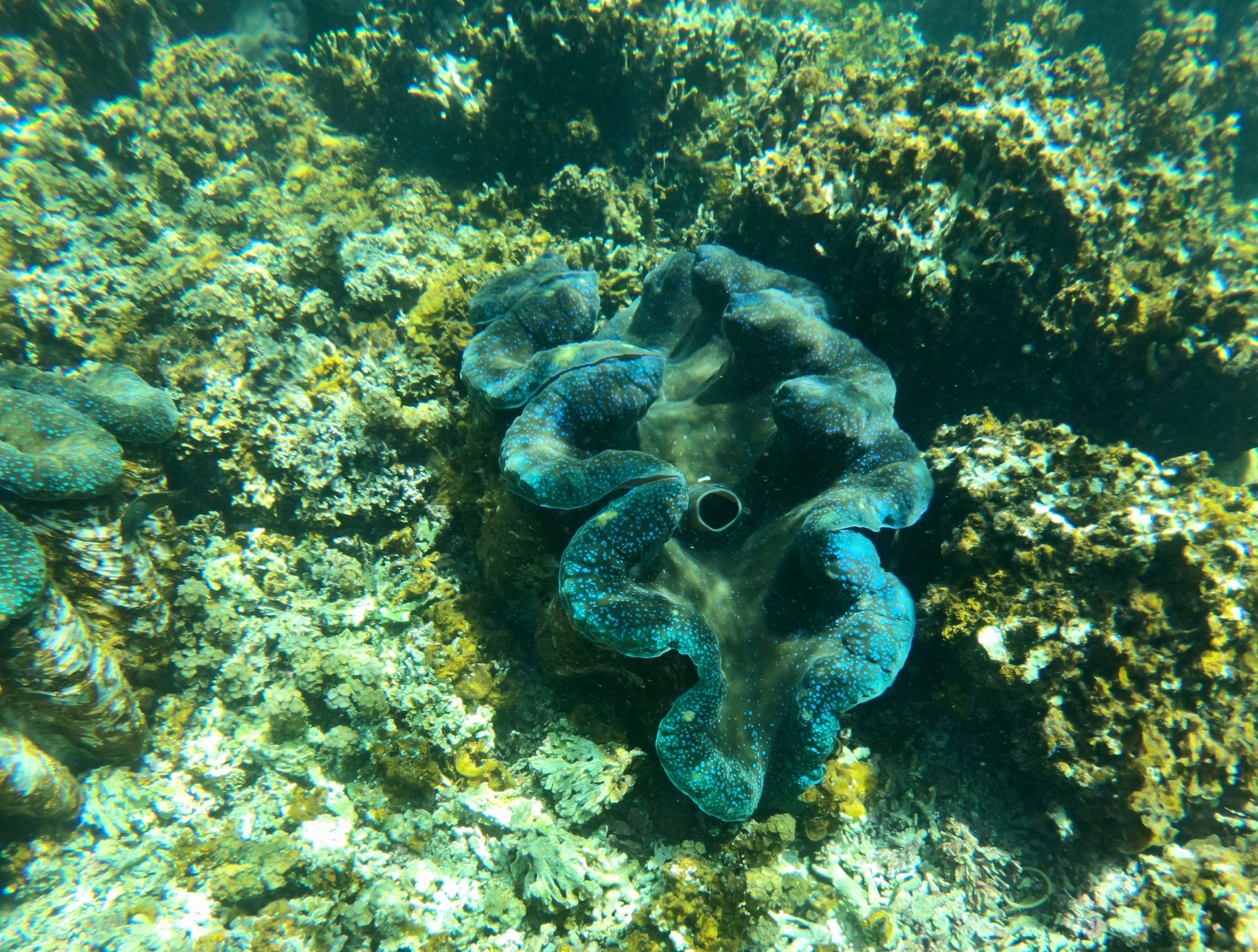 Giant clams in Samoa