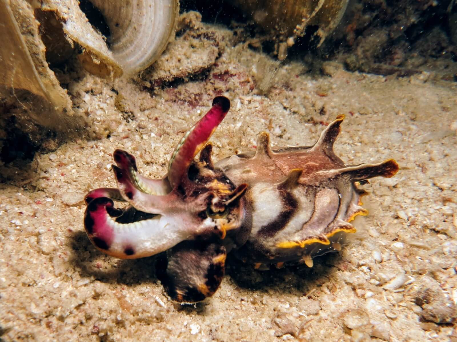 Borneo - Diving - A Lovely Planet 