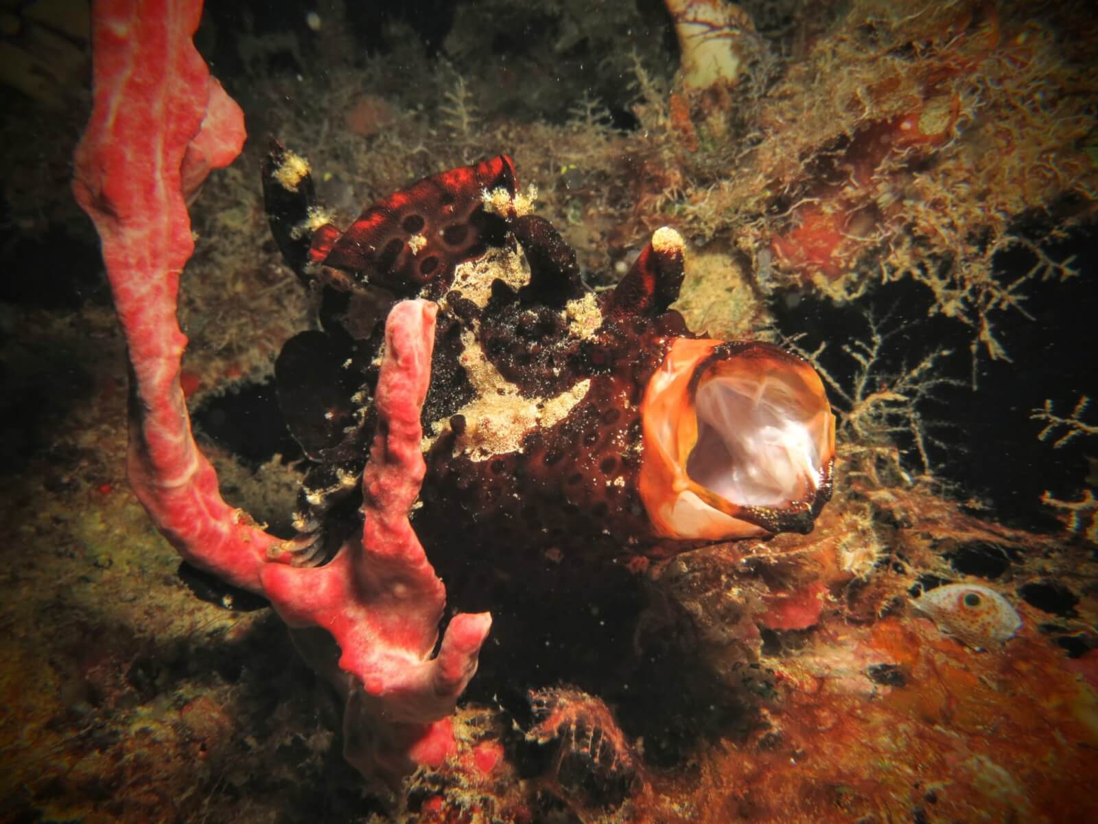 Borneo - Diving - A Lovely Planet 