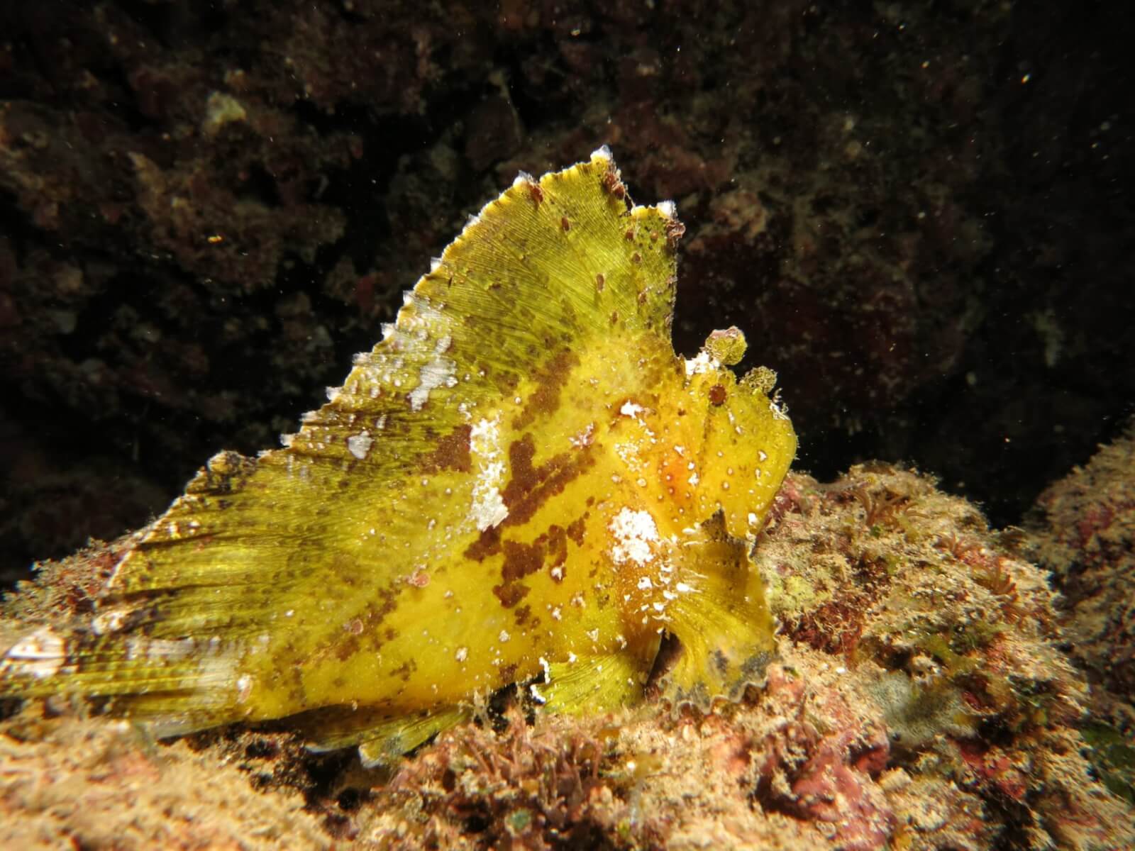 Borneo - Diving - A Lovely Planet 