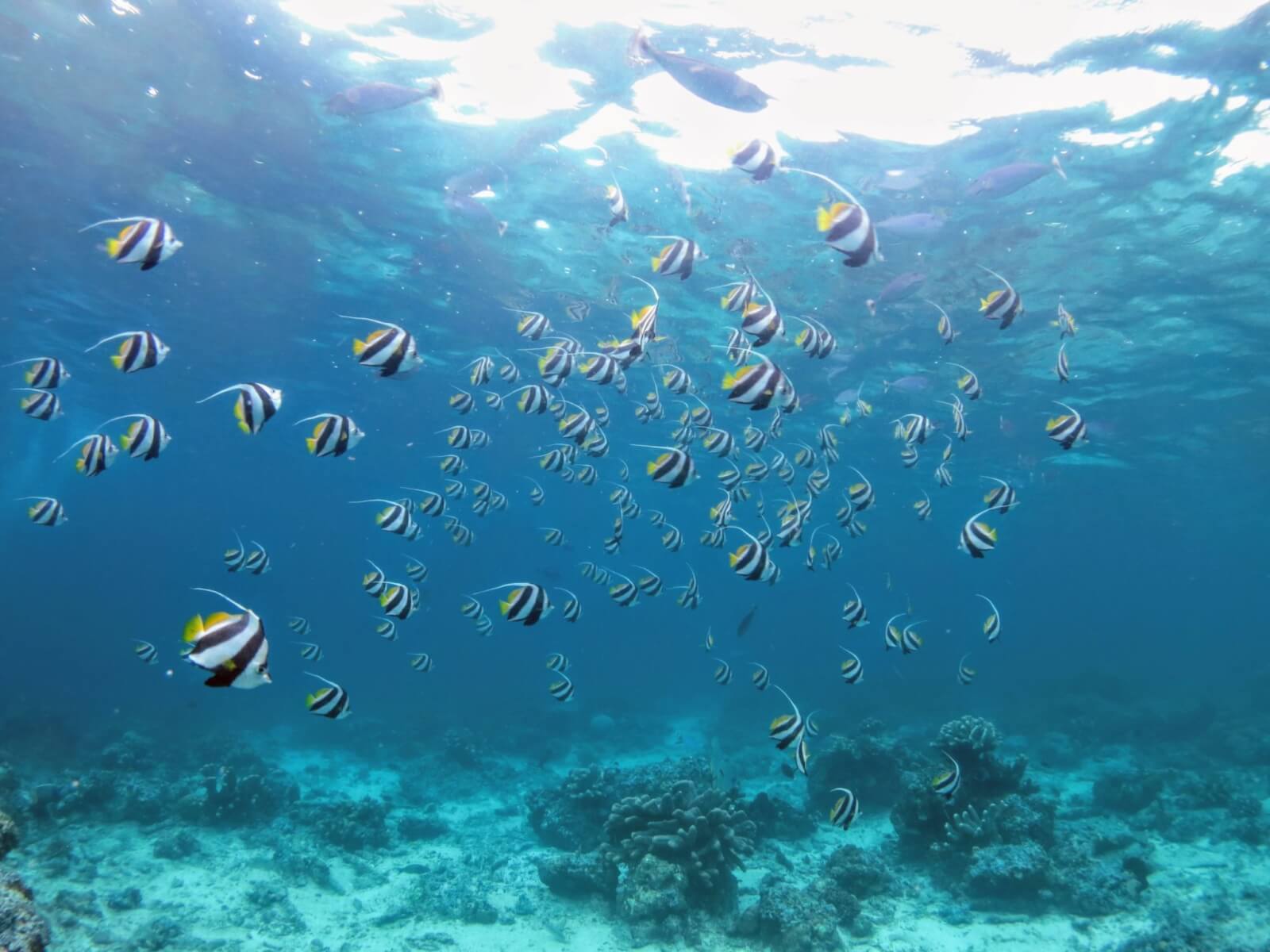 A school of Moorish Idols swim past