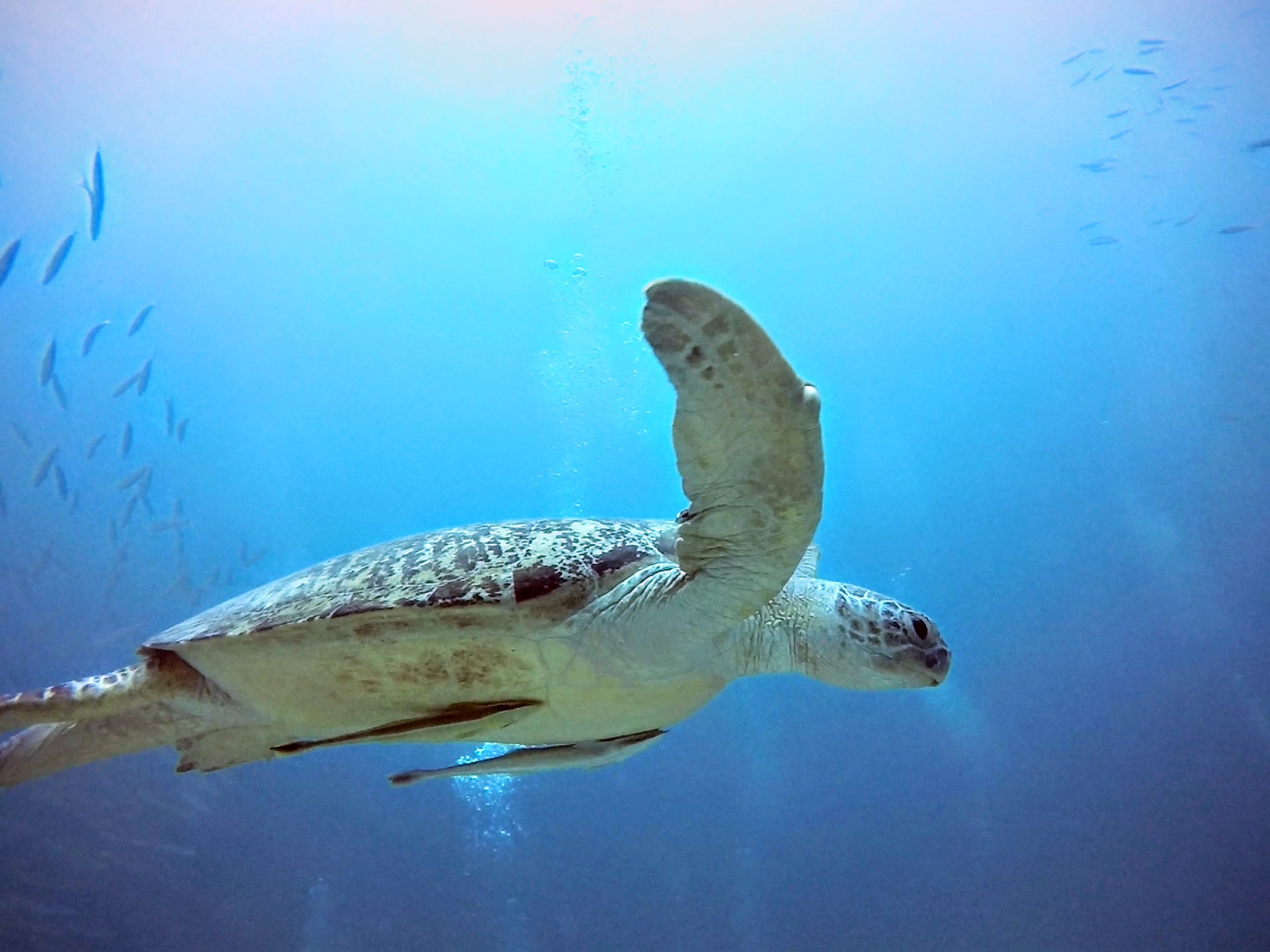A turtle swimming through the water in Sipadan 