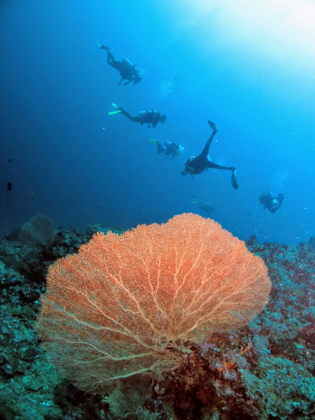 Borneo - Diving - A Lovely Planet 