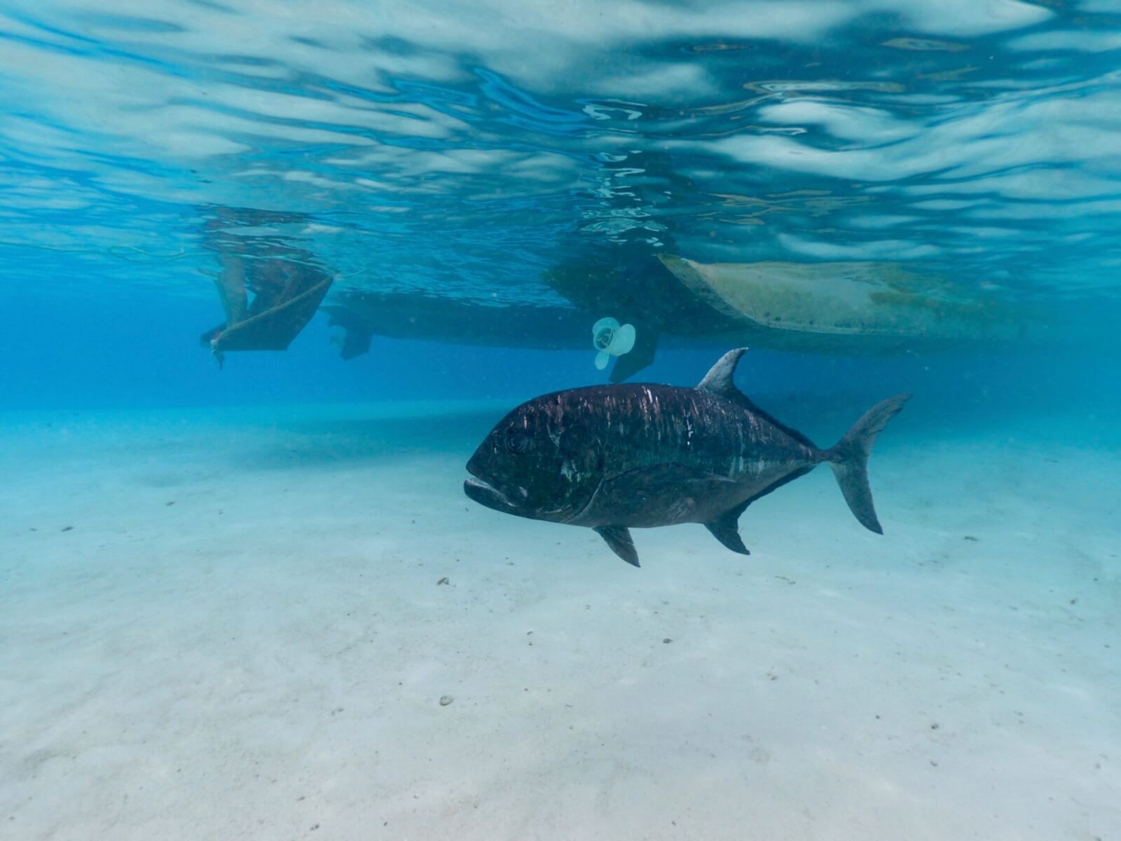 A large fish swims in front of a boat