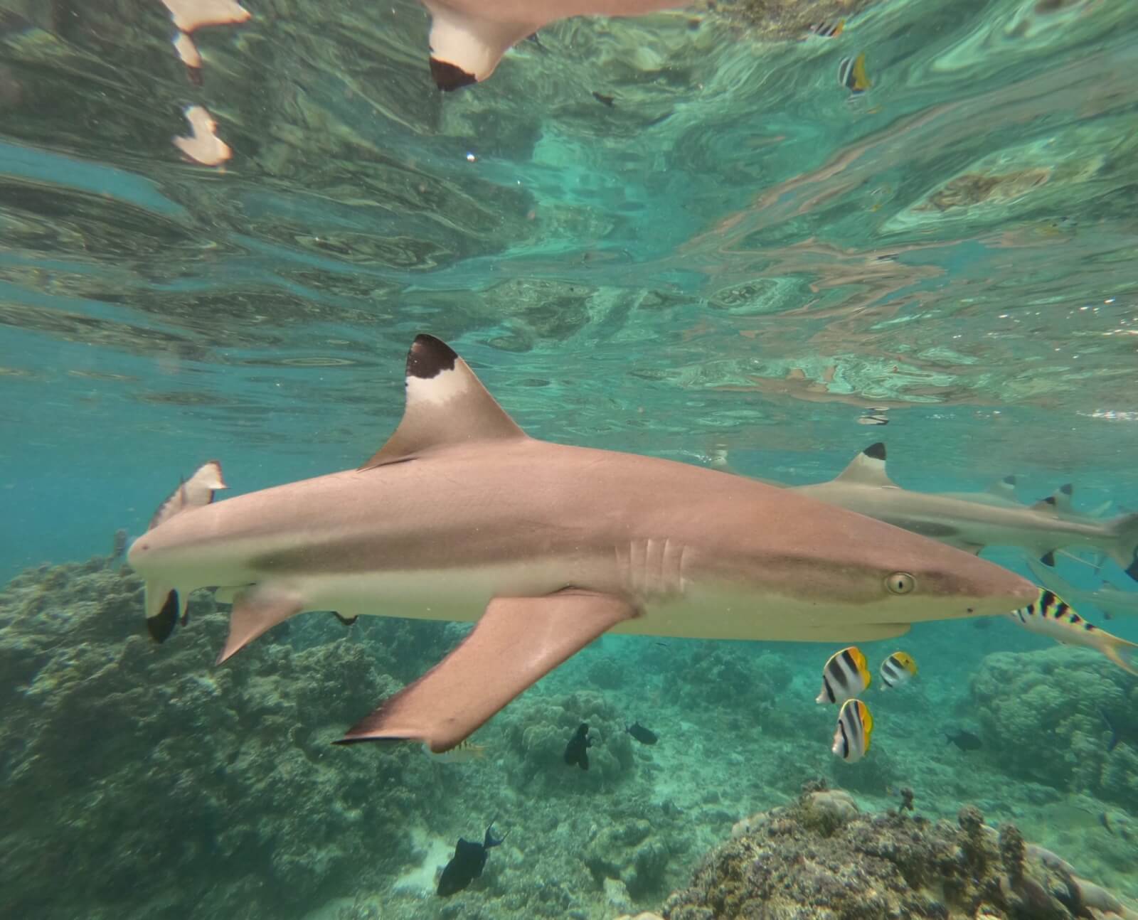 A blacktip reef shark swims past the camera