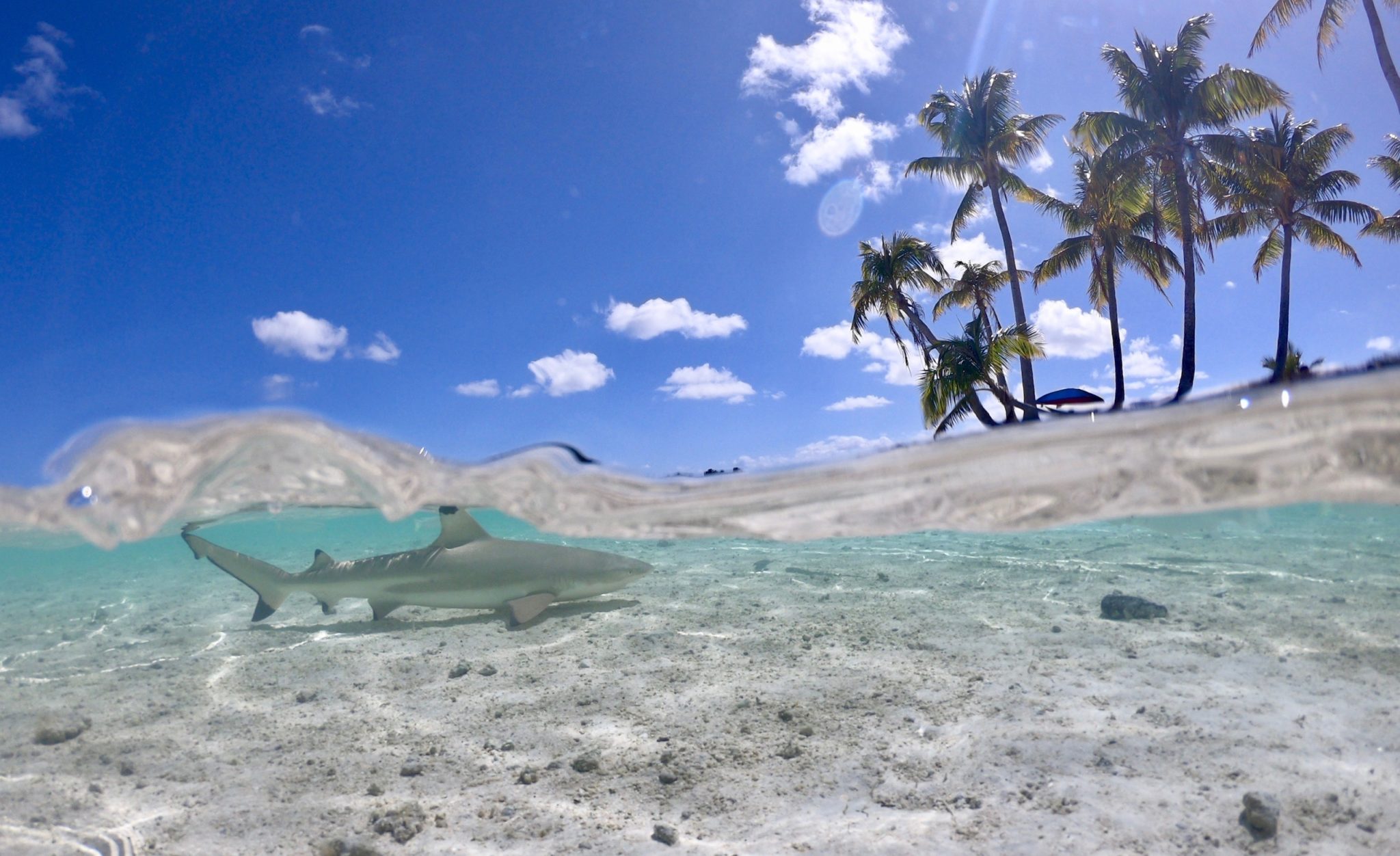 A split shot showing palm trees above water and a shark below