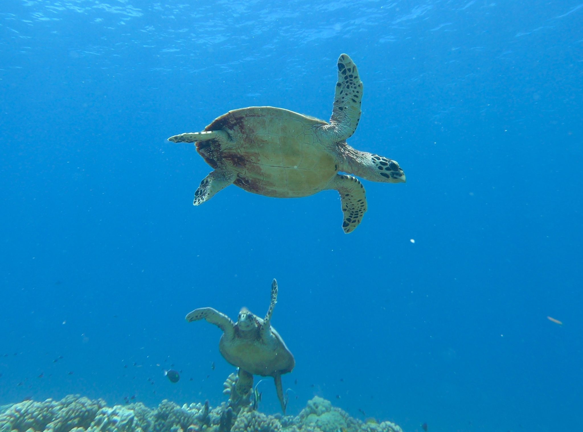 A Lovely Planet - South Pacific Island Hopping - Hayley Lewis