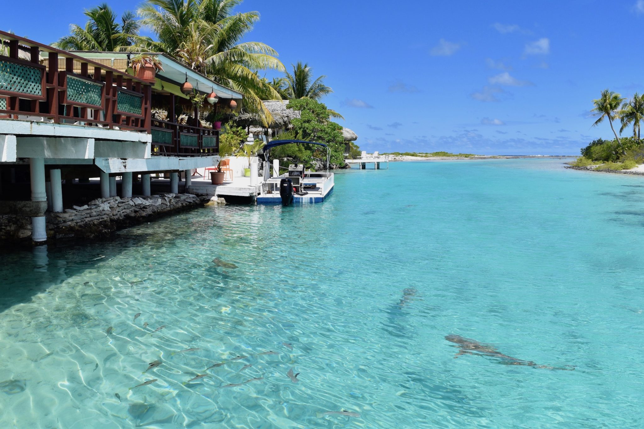 Fish and sharks swim in the shallows on Tikehau