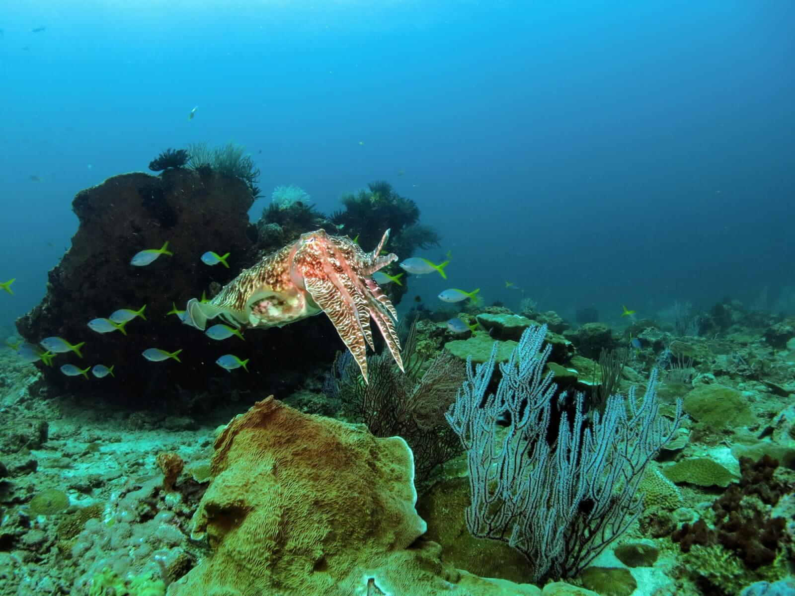 Borneo - Diving - A Lovely Planet 