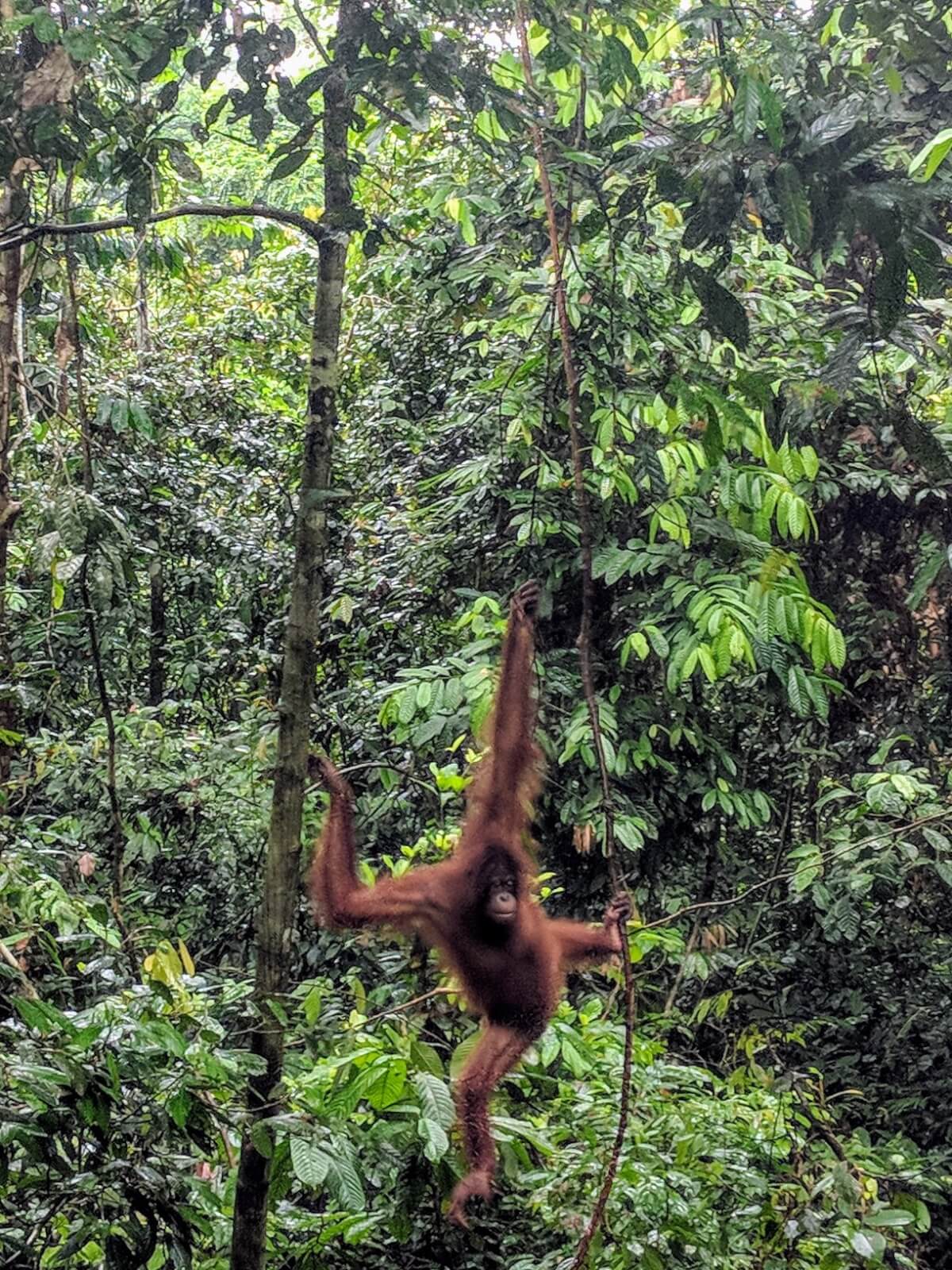 Borneo - Diving - A Lovely Planet 