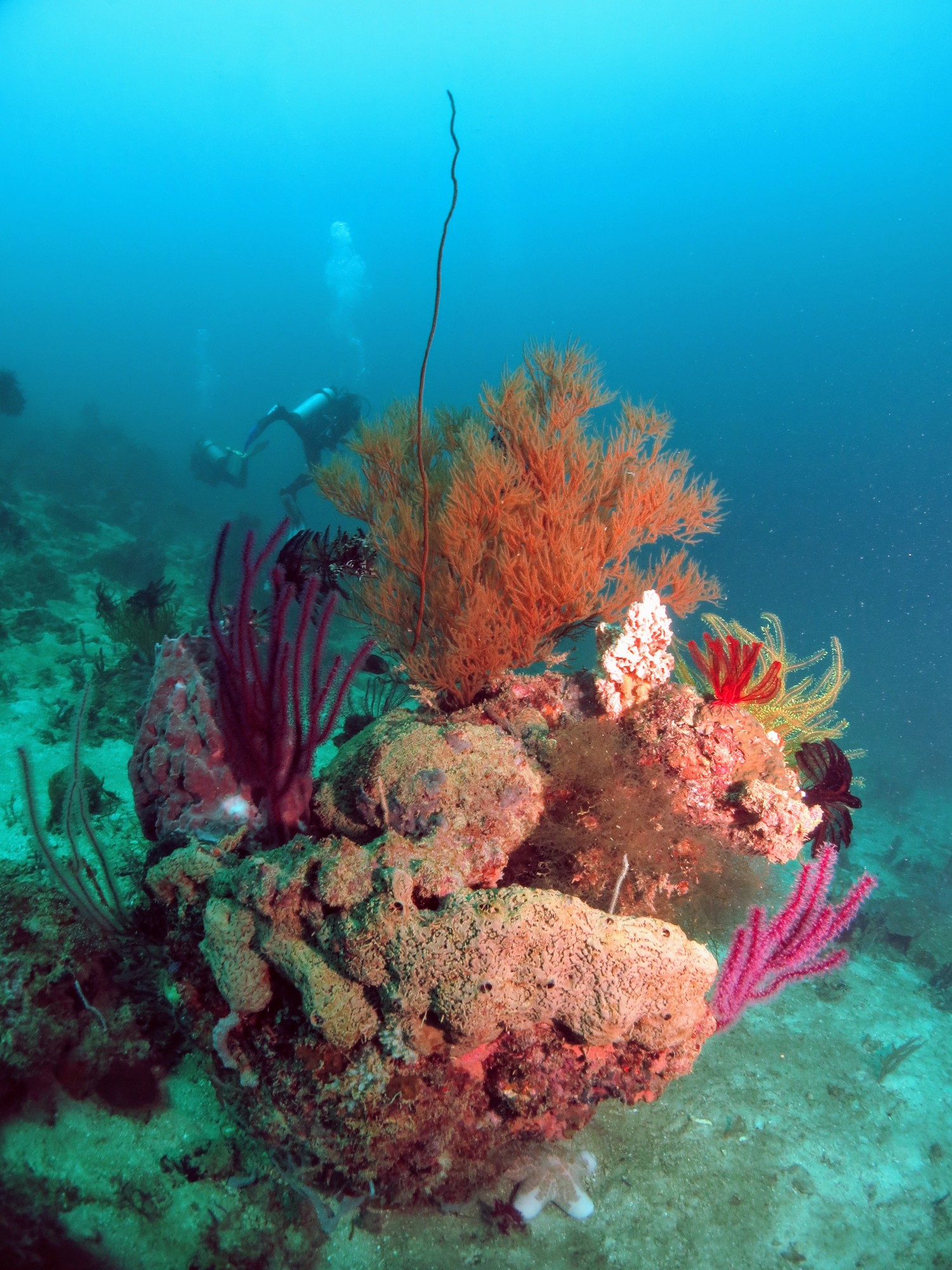 Borneo - Diving - A Lovely Planet 