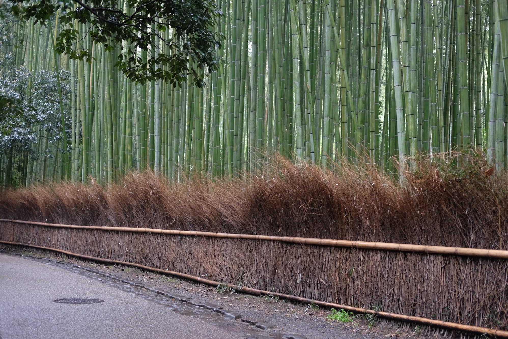 A Lovely Planet - Antonia Williams - Two Weeks in Japan 