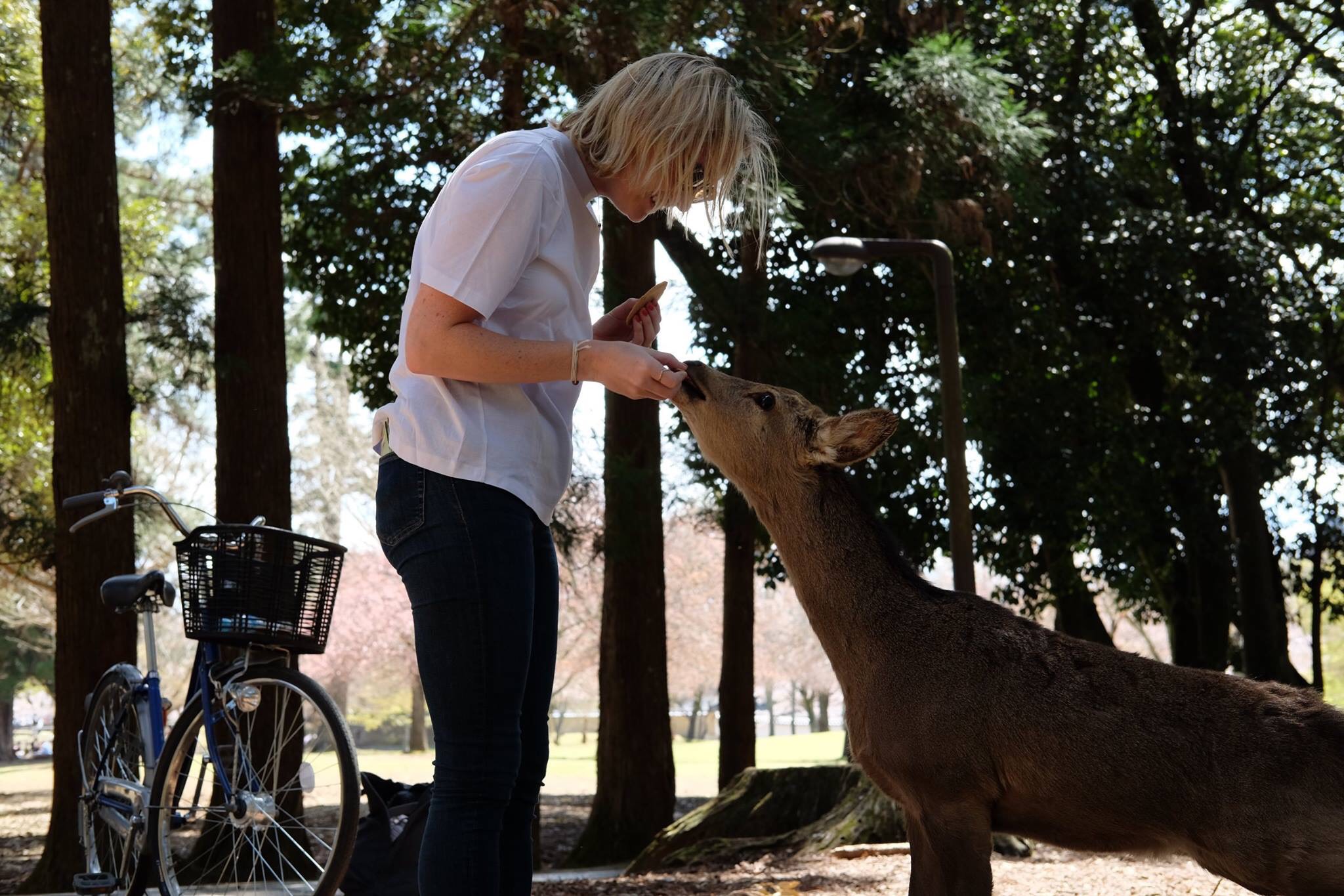 A Lovely Planet - Antonia Williams - Two Weeks in Japan 