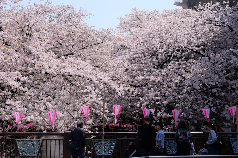 A Lovely Planet - Antonia Williams - Two Weeks in Japan 