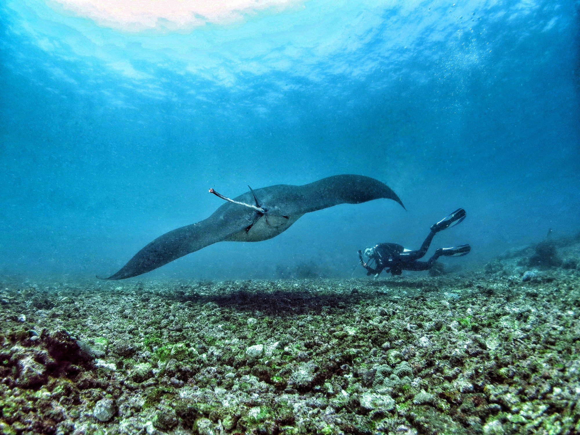 A diver swimming underneath a huge manta ray 