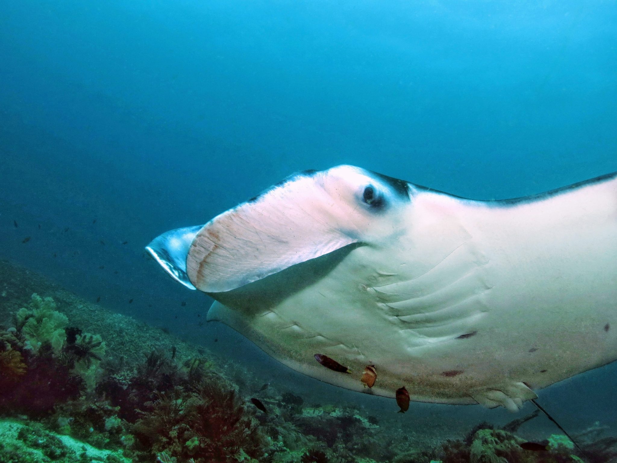 A manta ray from below 
