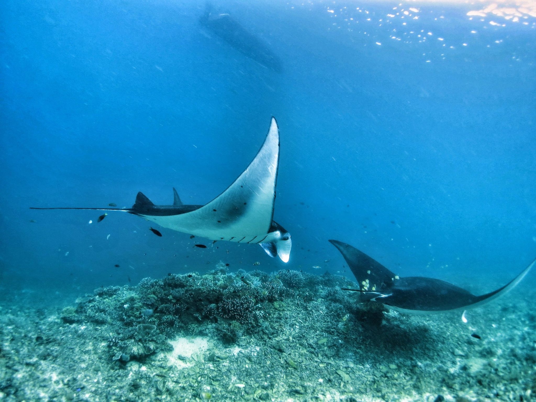 Diving Komodo - A Lovely Planet - Sarah & James