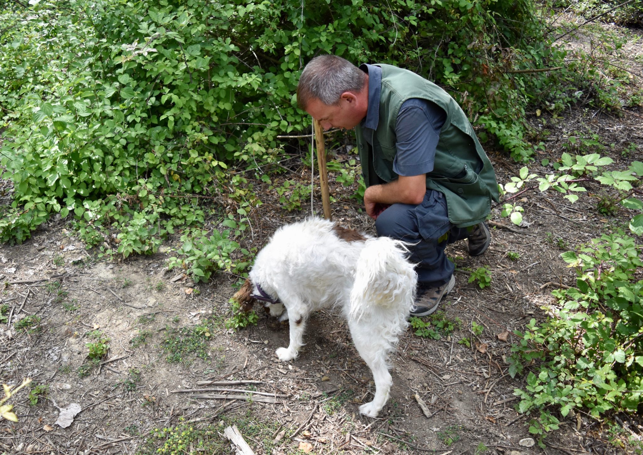 A truffle dog searching for truffles in Tuscany 