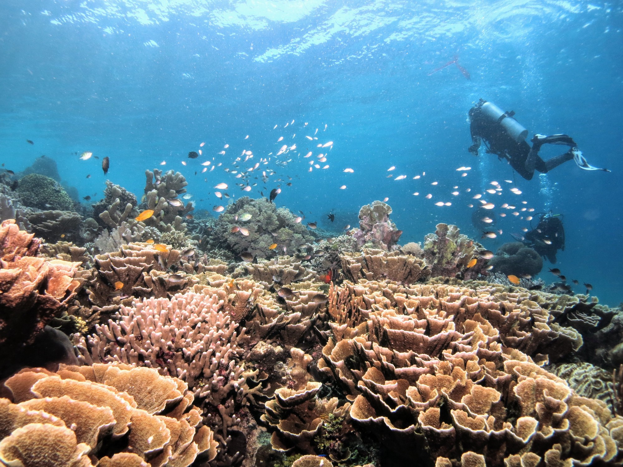 Two divers is clear water with a variety of corals 