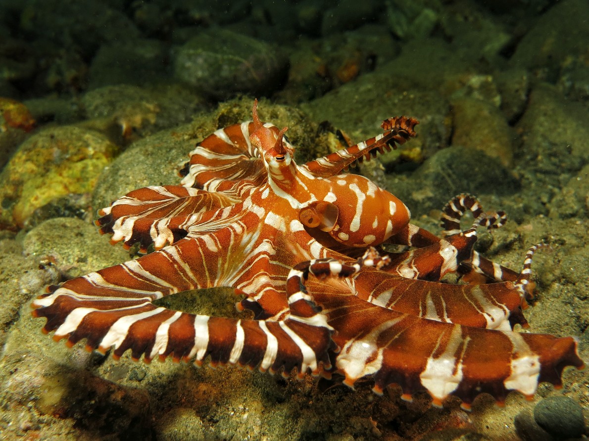 A striped orange and white octopus 