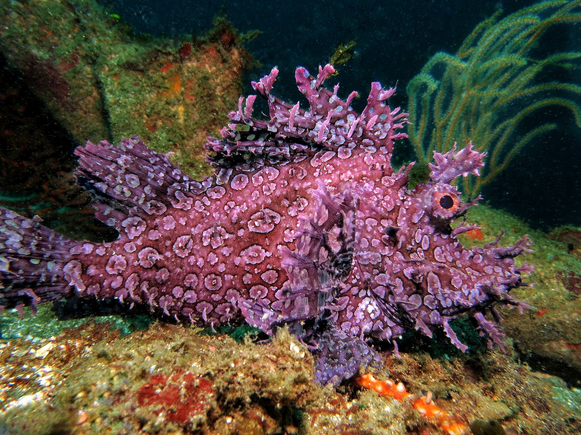 A brightly coloured purple Weedy Scorpionfish