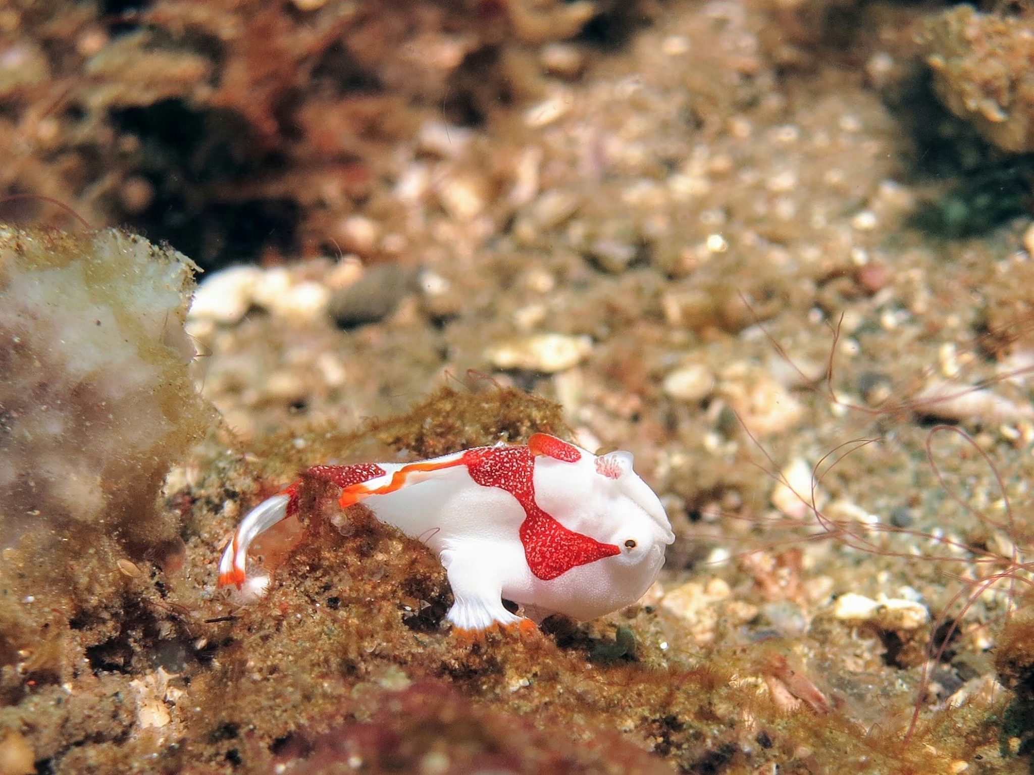 A tiny white and red fish