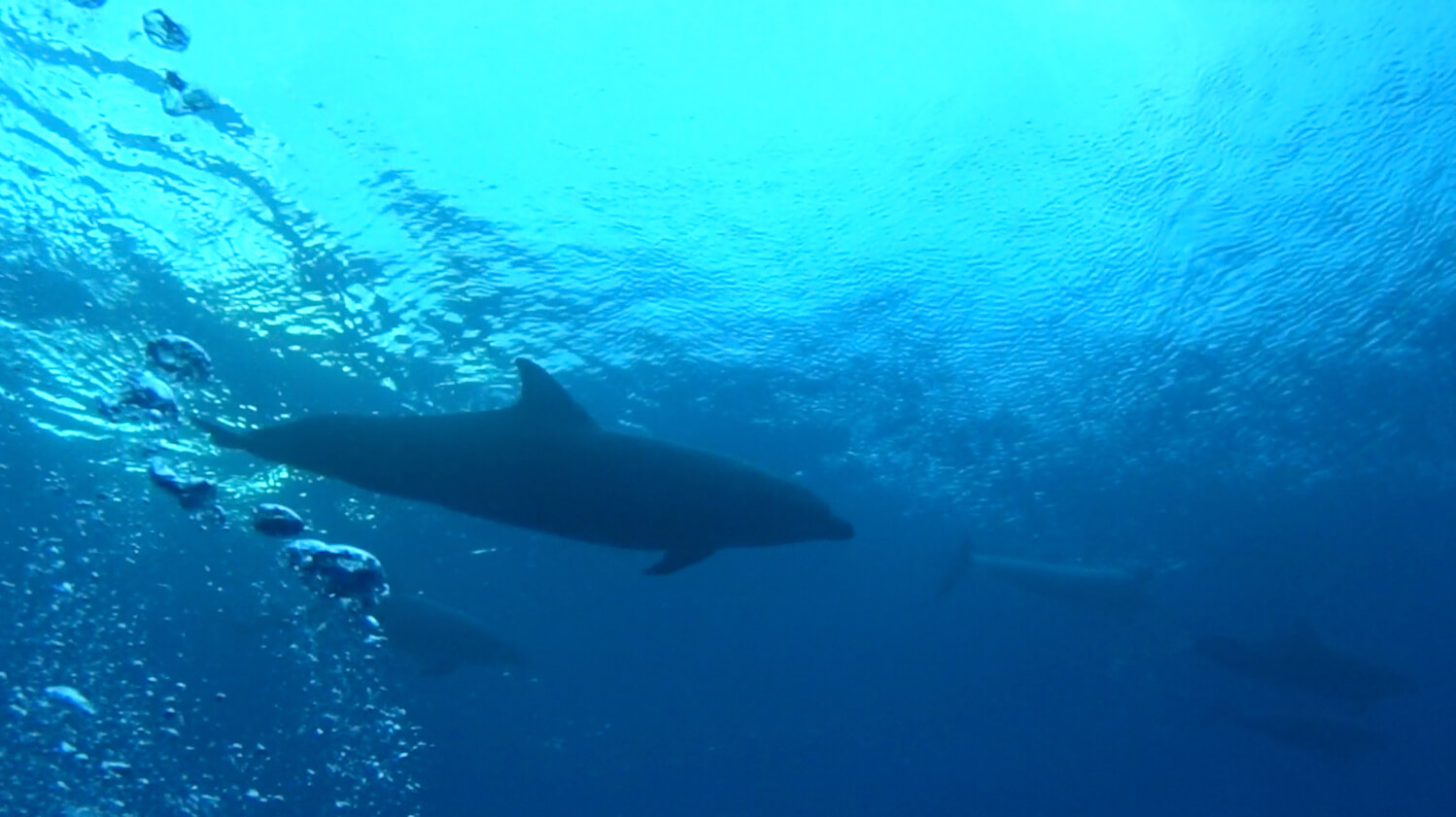 Dolphins in the Tiputa Pass, diving Rangiroa