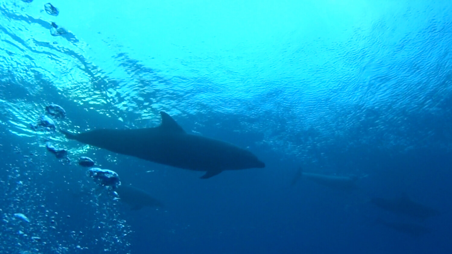 Dolphins swimming below the surface