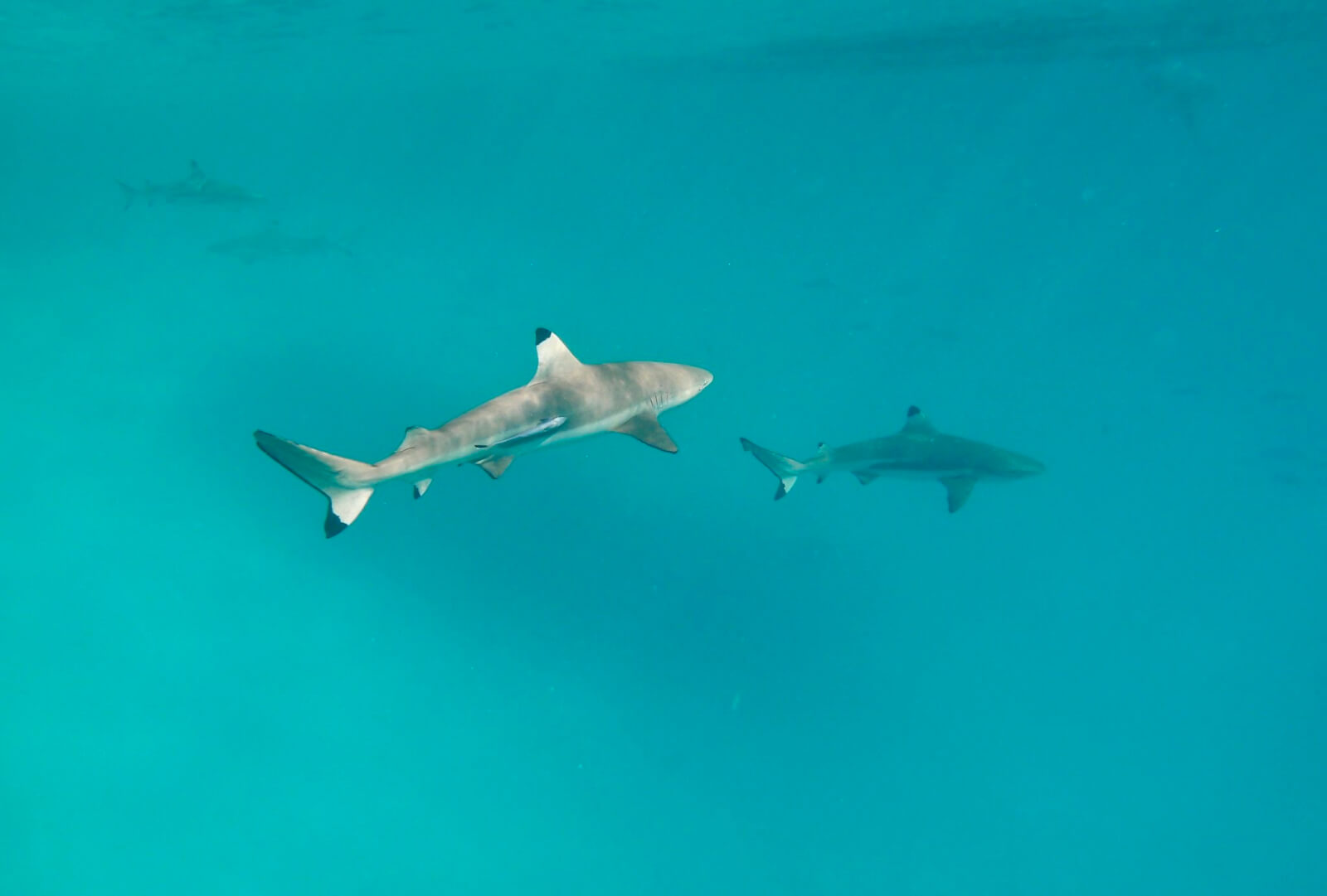 Blacktip Reef Sharks in Rangiroa