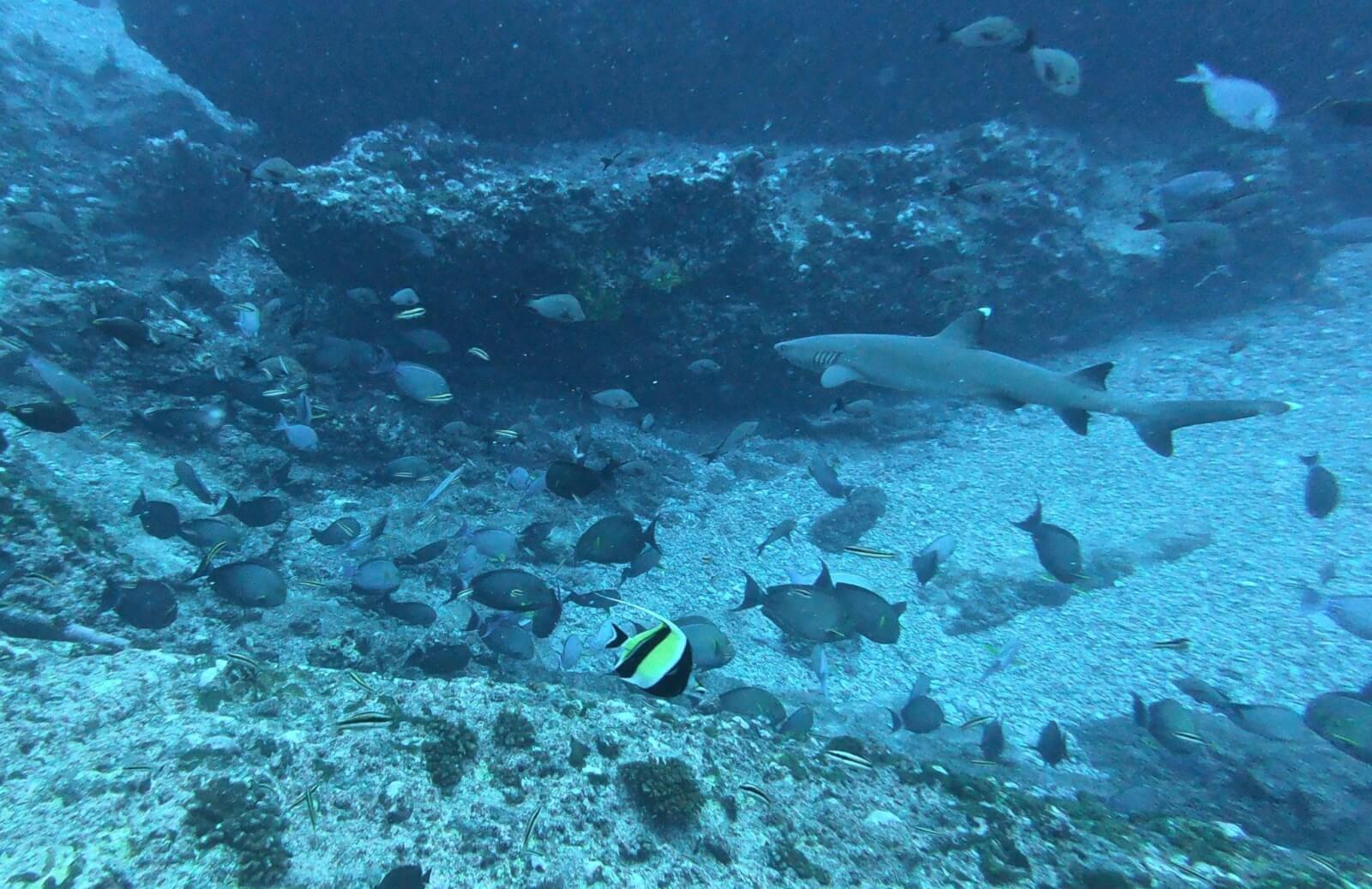 Incredible Rangiroa diving - sharks and fish in the Tiputa Pass