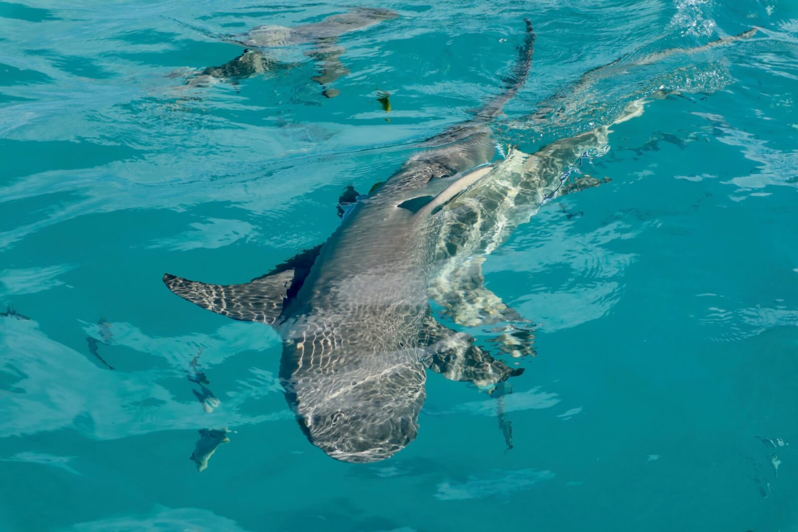 sharks swimming close to the surface 