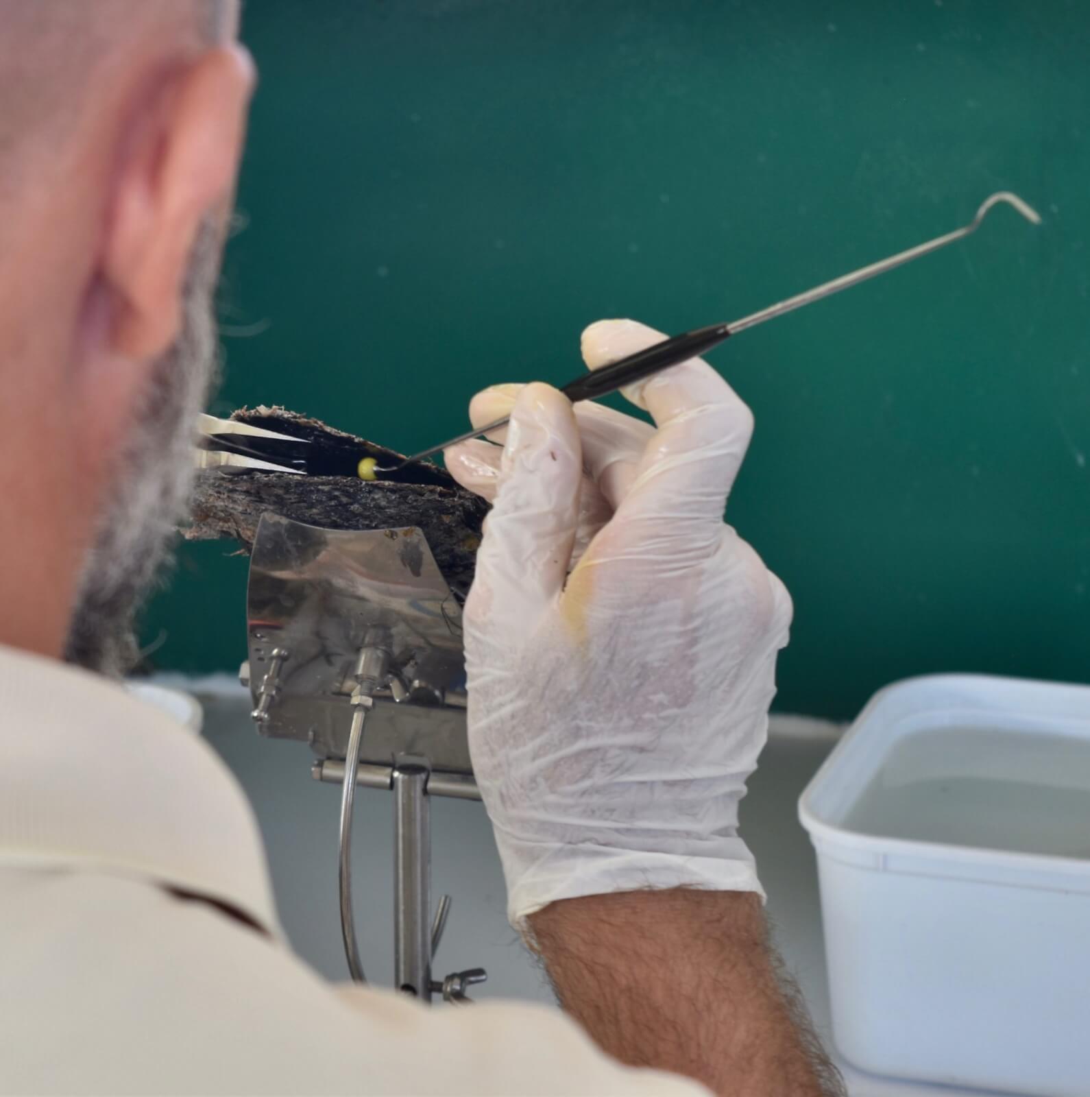 A pearl technician inserting the nucleus into a oyster shell