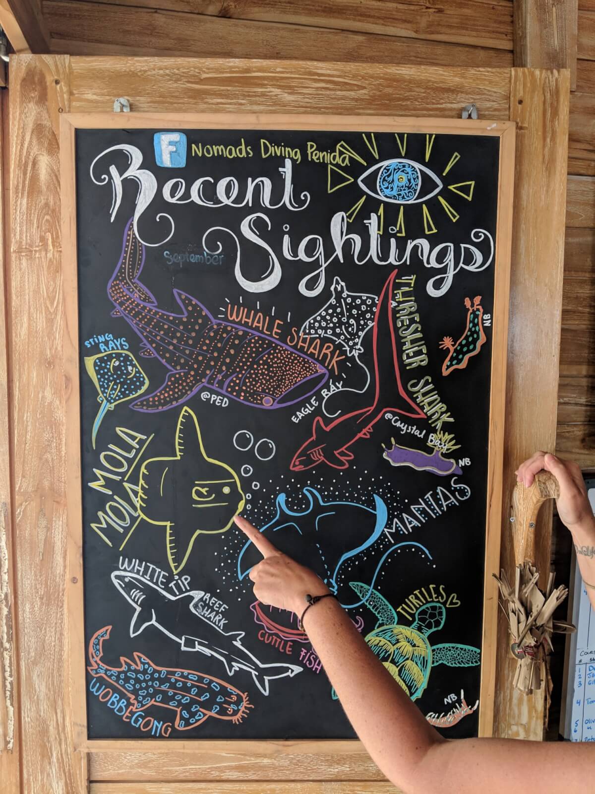 A chalkboard with recent species sighted 