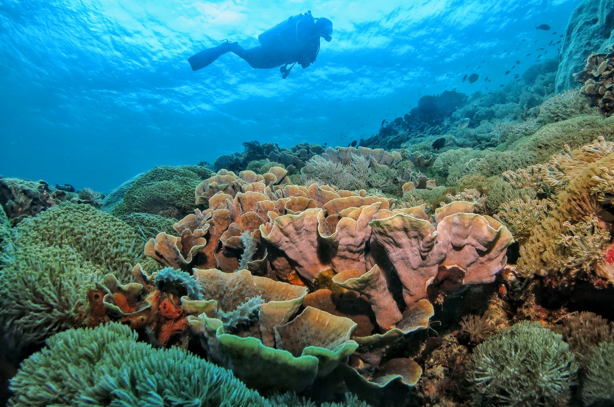 Colourful corals and a diver