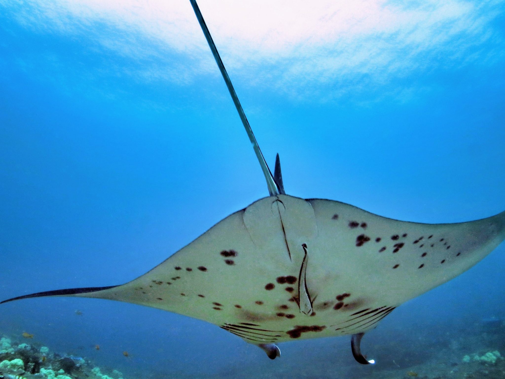 Looking up at a manta ray from below 