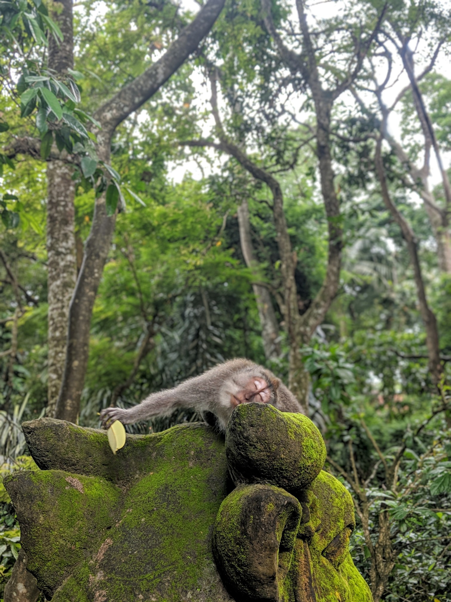 A monkey relaxing in the forest 