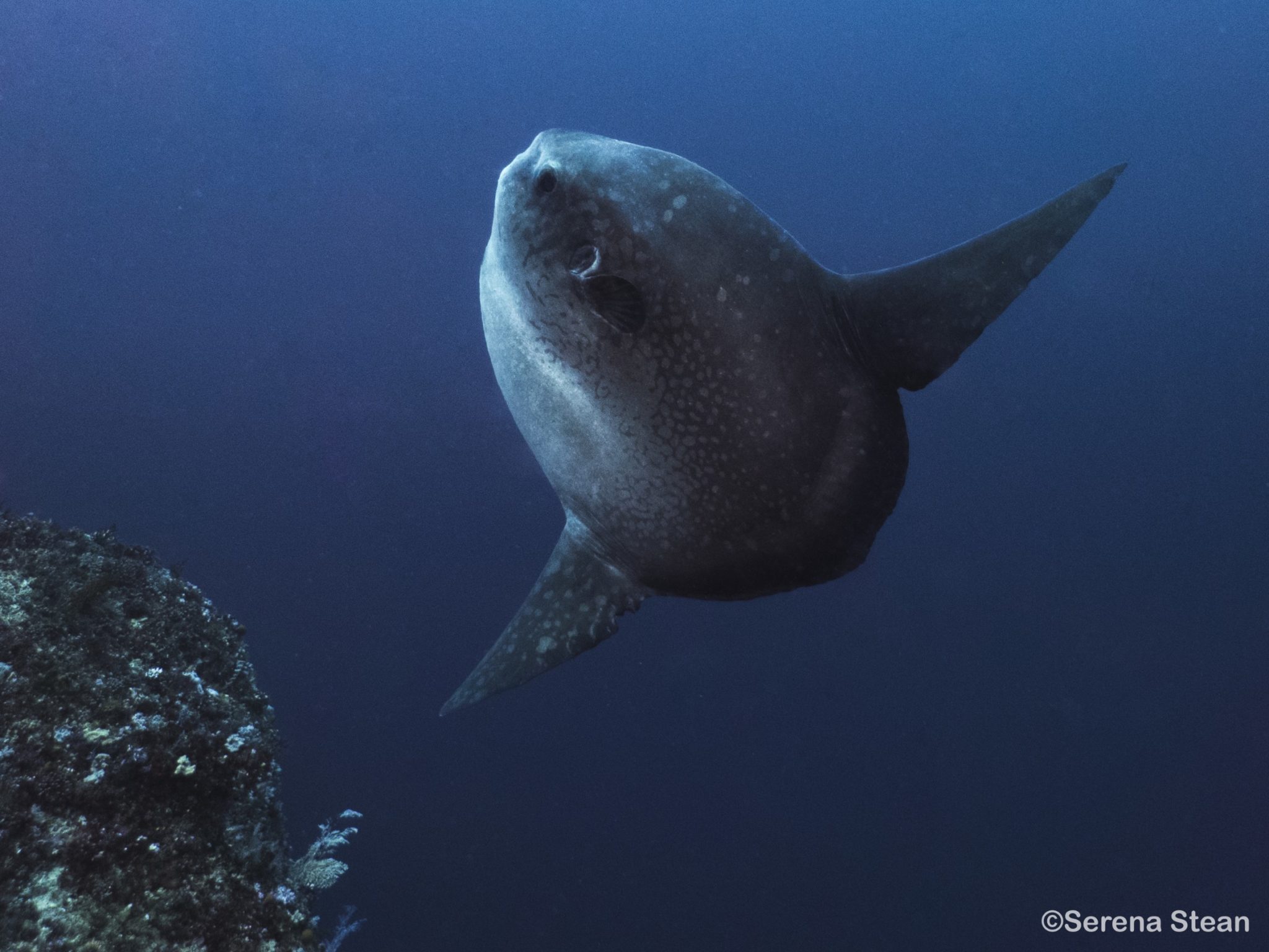 A large round fish with two fins 