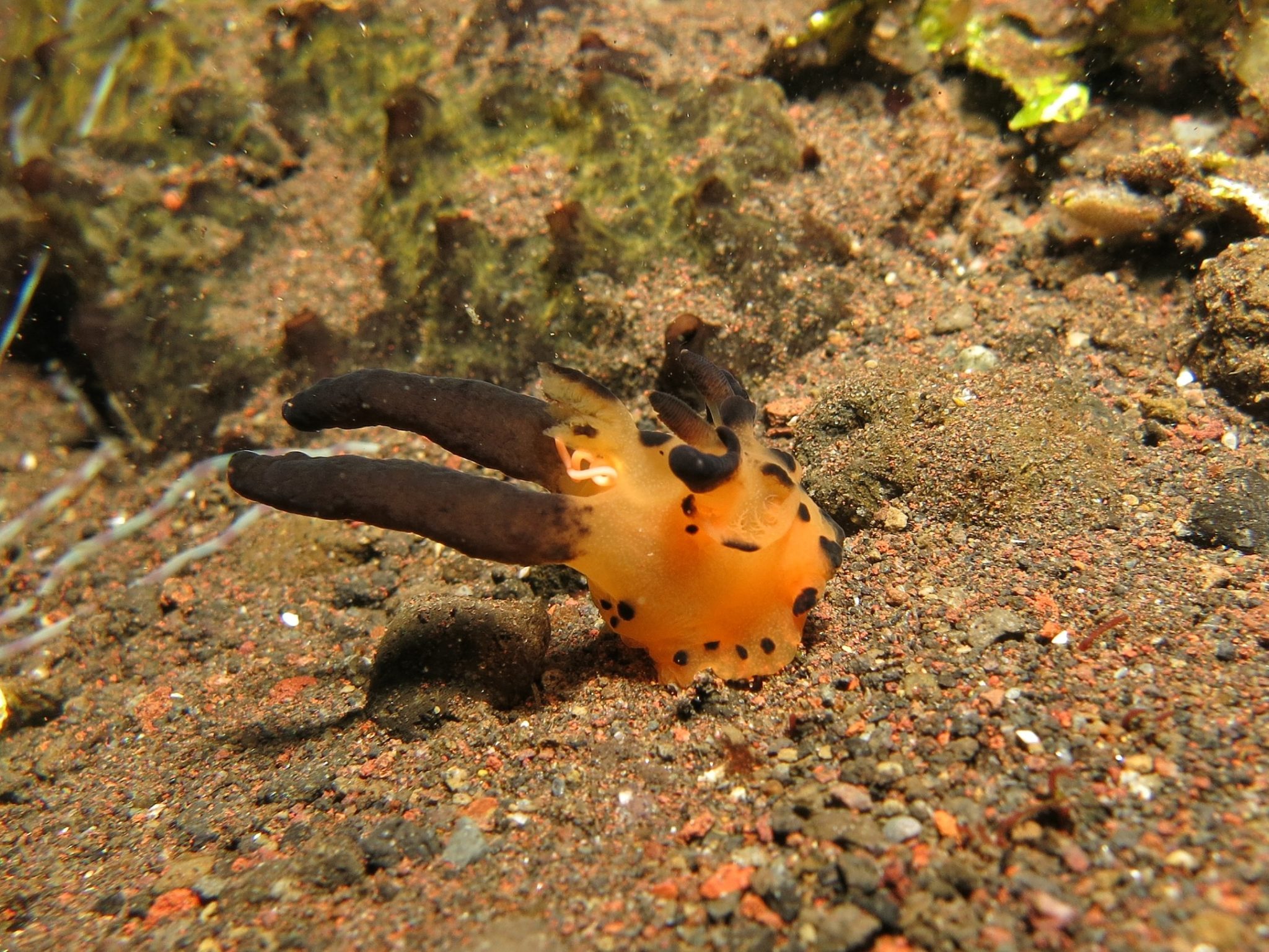 An orange nudibranch