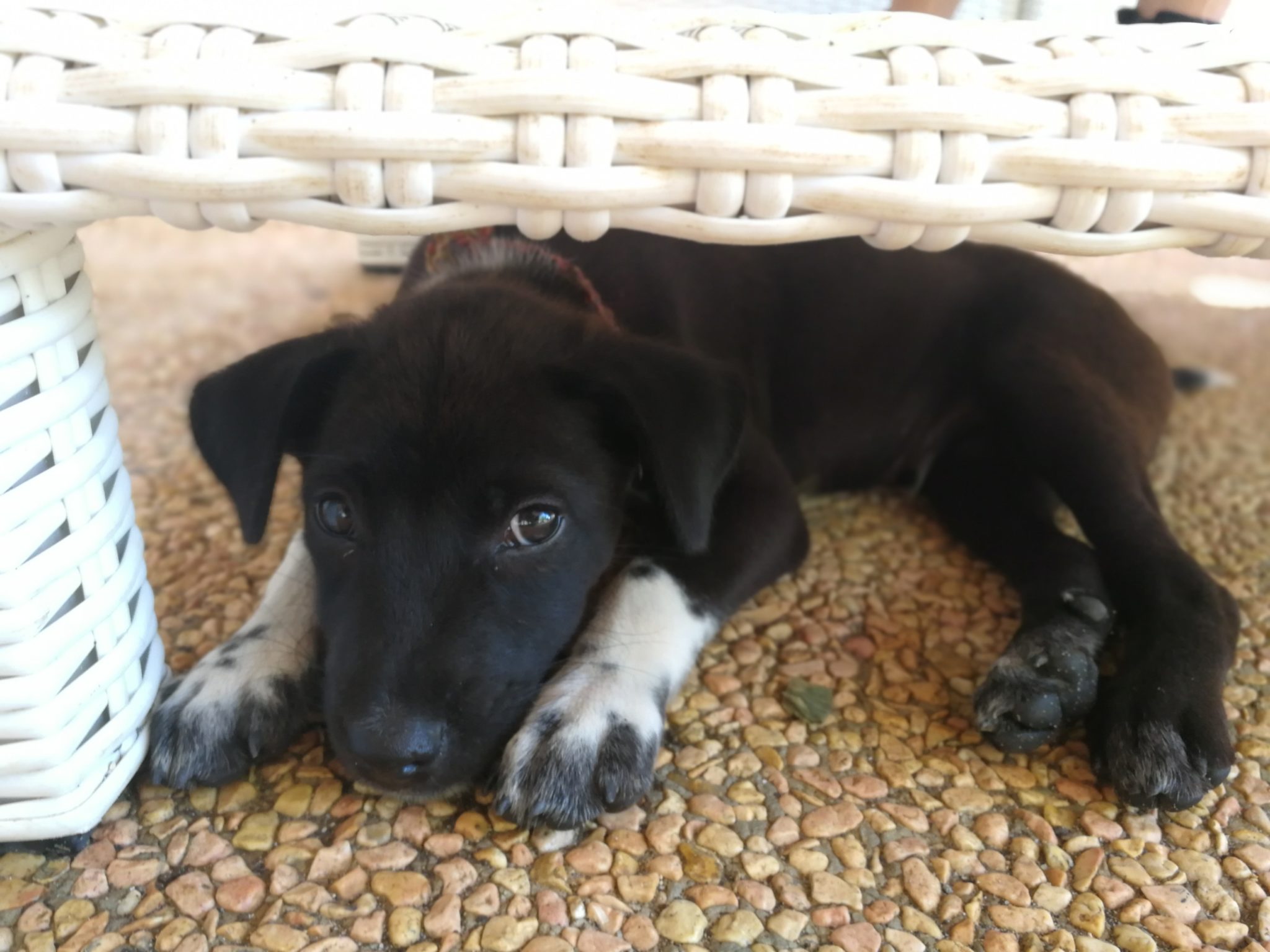 An adorable black puppy