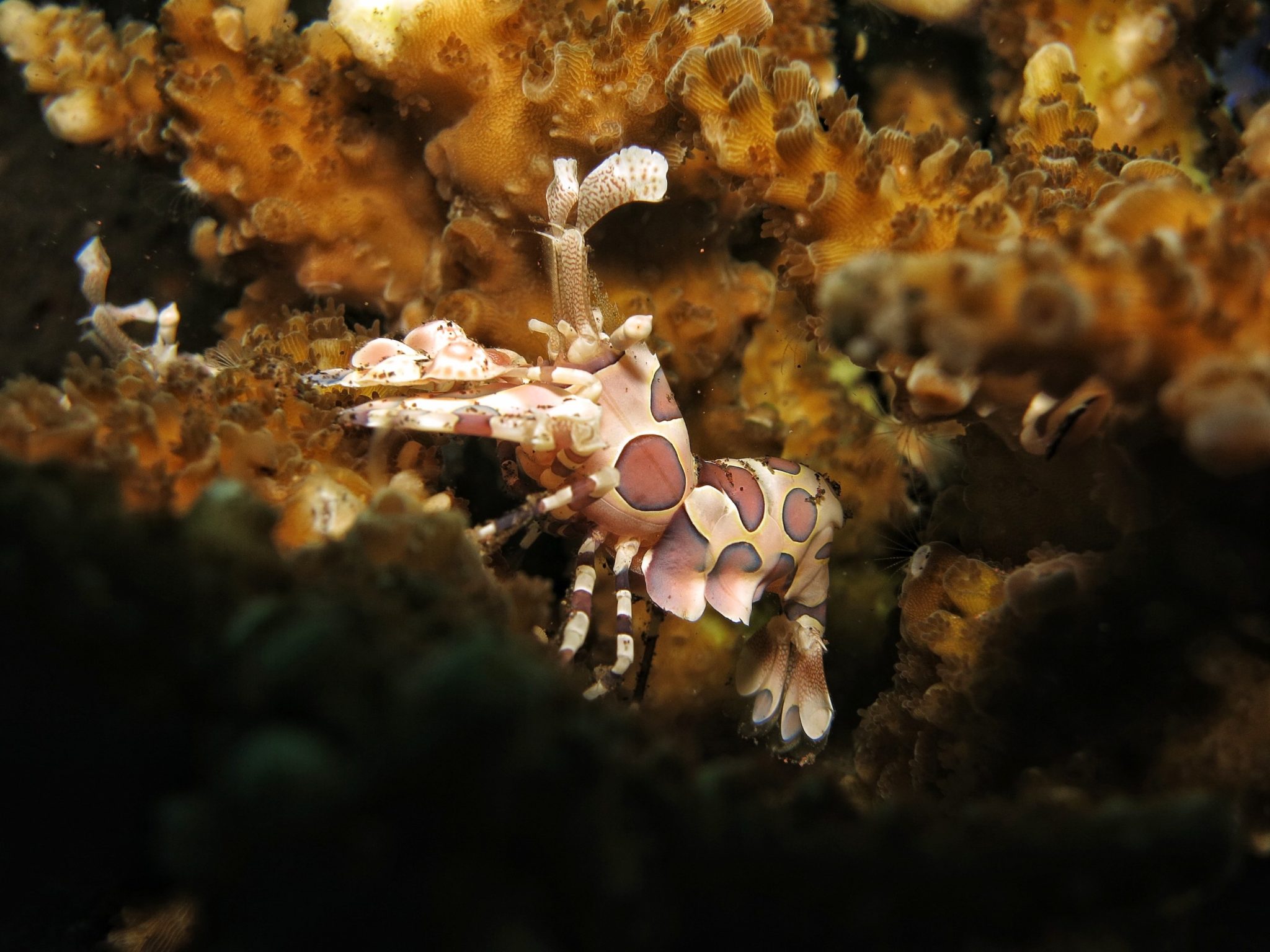 A spotted shrimp in the seaweed